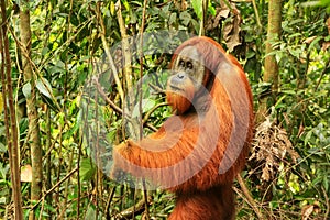 Male Sumatran orangutan standing on the ground in Gunung Leuser