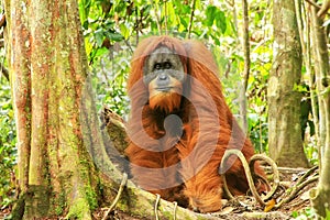 Male Sumatran orangutan standing on the ground in Gunung Leuser National Park, Sumatra, Indonesia