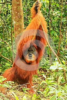 Male Sumatran orangutan standing on the ground in Gunung Leuser National Park, Sumatra, Indonesia
