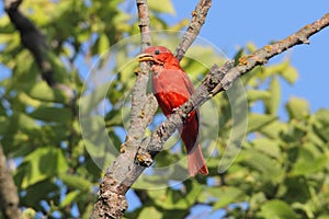 Male Summer Tanager (Piranga rubra) photo