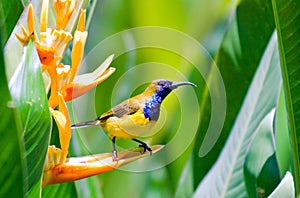 Male sunbird