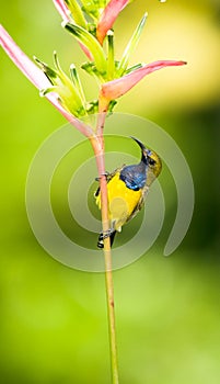 Male Sunbird