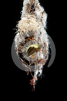 male sunbird feeding insect to baby in her nest , commond name of sunbrid is Olive-backed sunbird, Yellow-bellied sunbird