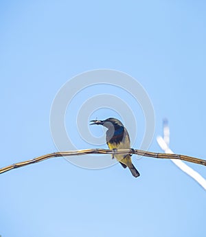 Male Sunbird with his food on dry branch over blurred blue sky background