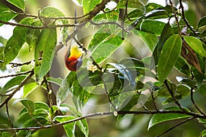 male sunbird (Mrs. Gould's Sunbird; Aethopyga gouldiae) on branc