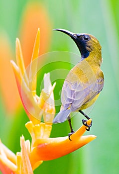 Male Sunbird Perched on Heliconia Flower