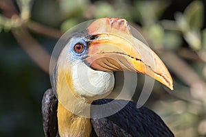 Male Sunda wrinkled hornbill - Rhabdotorrhinus corrugatus