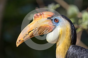 Male Sunda wrinkled hornbill - Rhabdotorrhinus corrugatus