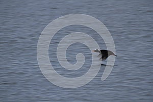 Male Surf Scoter in flight over water with blurred wings