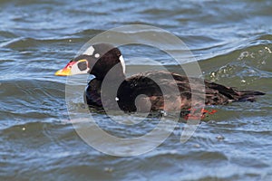 Male Surf Scoter (Melanitta perspicillata)