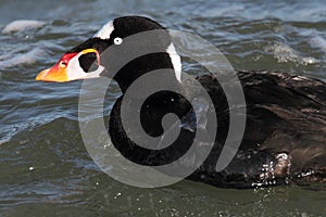 Male Surf Scoter (Melanitta perspicillata)