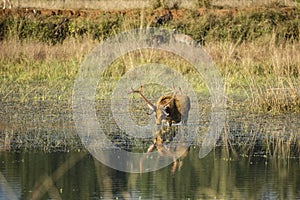 Male Swamp Deer Eating in Water