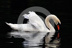 Male swan