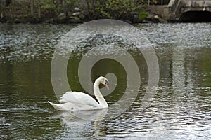 Male Swan (Cob) Busking