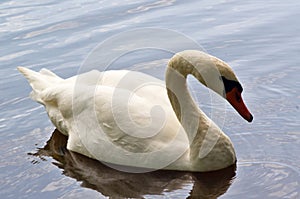 Male swan - detail.