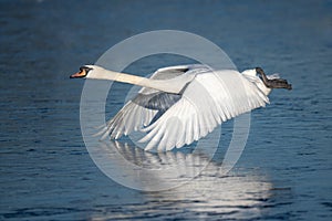 Male swan in flight over an icy pond in Bushy Park