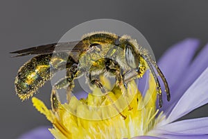 Male Sweat Bee pollinating a wild aster