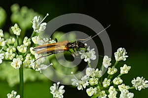 A male swollen thighed flower beetle, Oedemera nobilis, seen on an ox-eye daisy flower