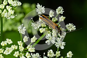 A male swollen thighed flower beetle, Oedemera nobilis, seen on an ox-eye daisy flower