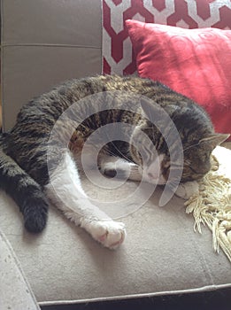 Male Tabby Cat Sleeping