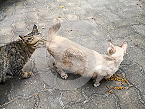 A male tabby cat smelling at bottom of a female cream cat in Mating season of street cat