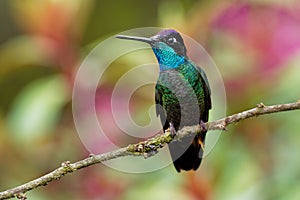 Male Talamanca Hummingbird - Eugenes spectabilis is large hummingbird living in Costa Rica and Panama photo