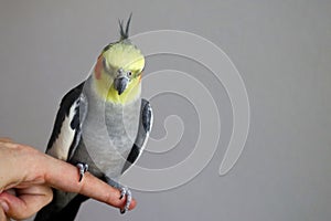 A male tame Cockatiel sits upright on a finger watching around leftsided