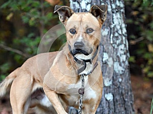 Male tan Shepherd and Pitbull mix dog with collar and leash