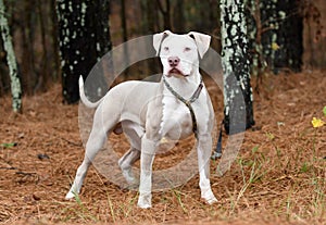 Male tan and white American Bulldog Pitbull Terrier dog outside on leash. Dog rescue pet adoption photography for humane society photo