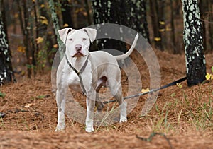 Male tan and white American Bulldog Pitbull Terrier dog outside on leash. Dog rescue pet adoption photography for humane society photo