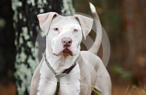 Male tan and white American Bulldog Pitbull Terrier dog outside on leash. Dog rescue pet adoption photography for humane society photo