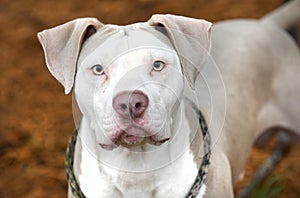 Male tan and white American Bulldog Pitbull Terrier dog outside on leash. Dog rescue pet adoption photography for humane society photo