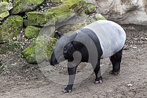 The male tapir runs along the trail to the waterhole.