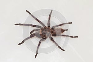 Male tarantula of the genus Chilobrachys. Visakhapatnam