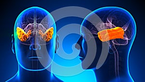 Male Temporal Lobe Brain Anatomy - blue concept photo