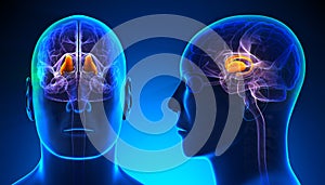 Male Thalamus Brain Anatomy - blue concept photo