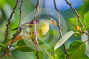 Male Thick-billed Green Pigeon