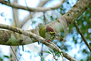 Male Thick-billed Green-Pigeon (Treron curvirostra)