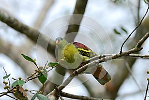 Male Thick-billed Green-Pigeon (Treron curvirostra)