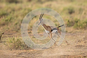 Male Thompson's Gazelle running in Amboseli National Park, Kenya