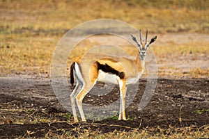 Male Thomson gazelle stands looking at camera
