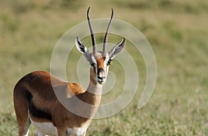 A male Thomson's Gazelle with beautiful horn