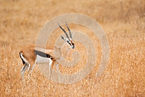 Male Thomson`s gazelle Eudorcas thomsonii