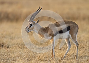 Male Thomson`s gazelle Eudorcas thomsonii in early morning light
