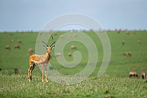 A male Thomson`s Gazelle facing camera on the grasslands of Masai Mara