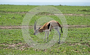 Male Thomson`s Gazelle in Masai Mara photo