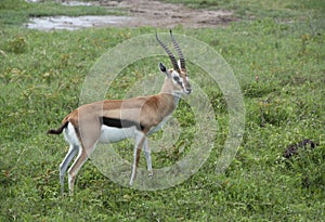 Male Thomsons gazelle buck stag with long spiral twisted horns in Serengeti of Tanzania, Africa photo