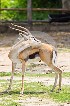 Male Thomsonâ€™s gazelle