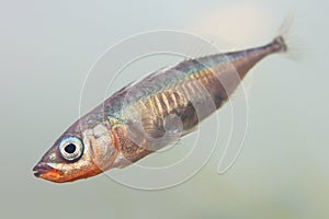 The male of three-spined stickleback fish Gasterosteus aculeatus in water