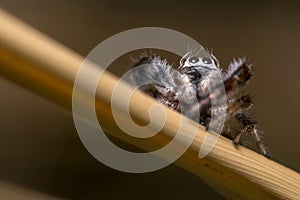 Male Thyene imperialis jumping spider posed on a twig looking for preys. photo